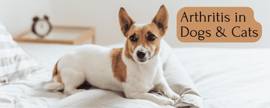 Arthritis in Dogs & Cats – AMC Blog