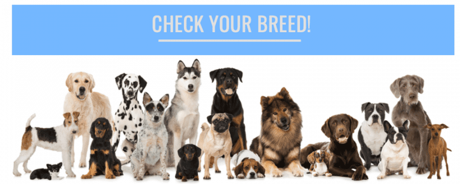 Dog Breeds Prone to Heart Disease – AMC Blog