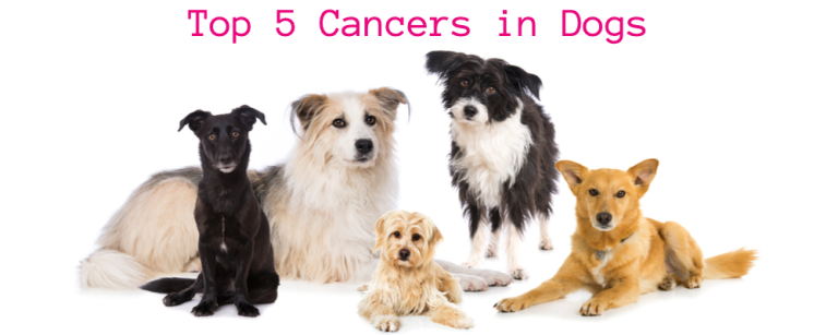 top-5-cancers-in-dogs-amc-blog