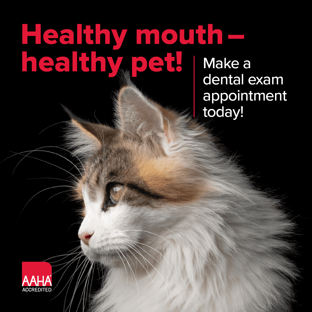 National Pet Dental Health Month AMC Blog