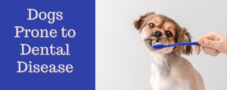 Dogs Prone to Dental Disease – AMC Blog