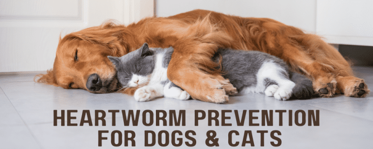 heartworm-prevention-for-dogs-cats-amc-blog