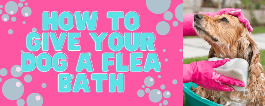 How To Give A Flea Bath – AMC Blog