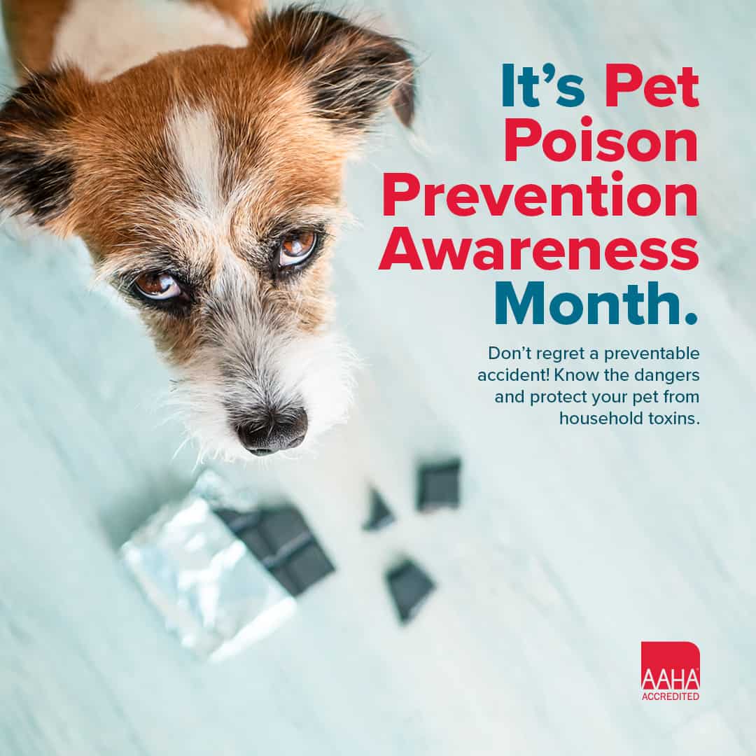 Poison Prevention Week 21 27 Amc Blog