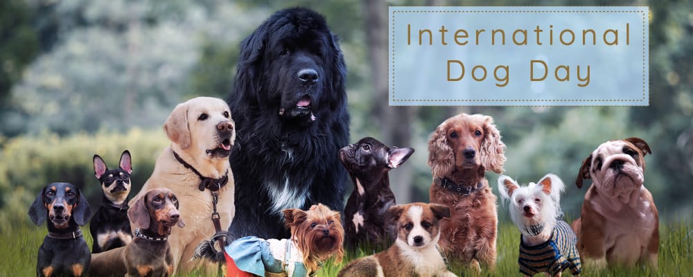 International Dog Day (26th) – AMC Blog