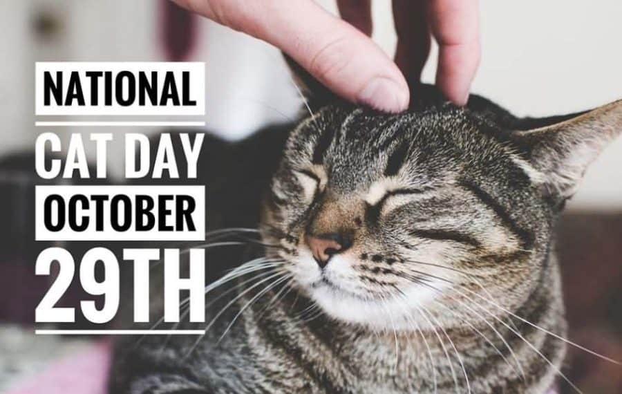 National Cat Day AMC Blog