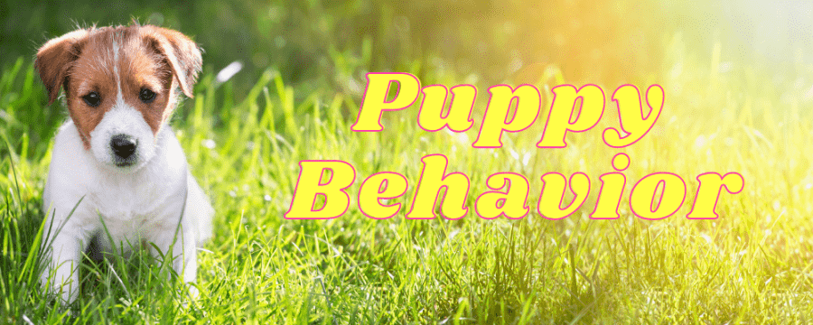 Puppy Behavior – AMC Blog