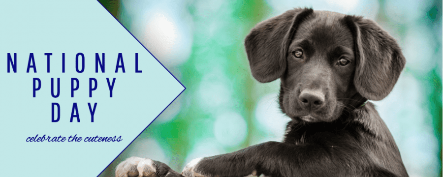 National Puppy Day – AMC Blog