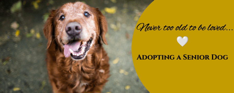 Adopting a Senior Dog – AMC Blog