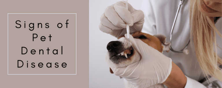 Signs of Pet Dental Disease – AMC Blog