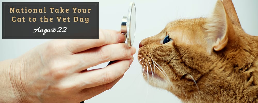 National Take Your Cat to the Vet Day (22nd) AMC Blog