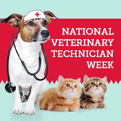 National Veterinary Technician Week AMC Blog