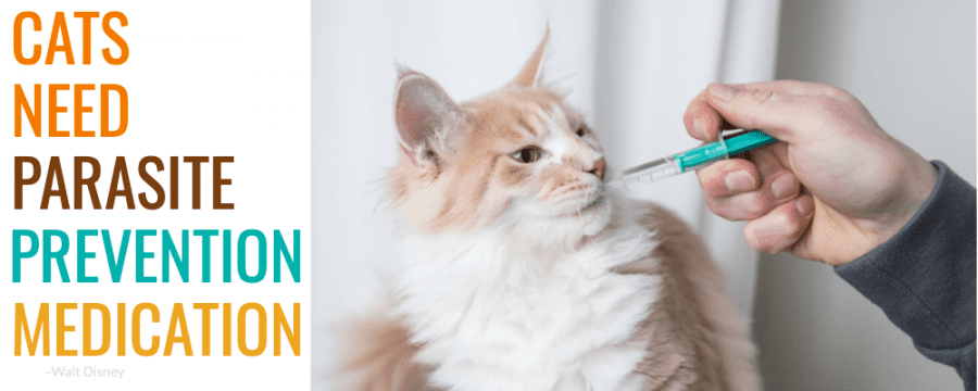 Cats Need Parasite Preventative Medication, Too – AMC Blog