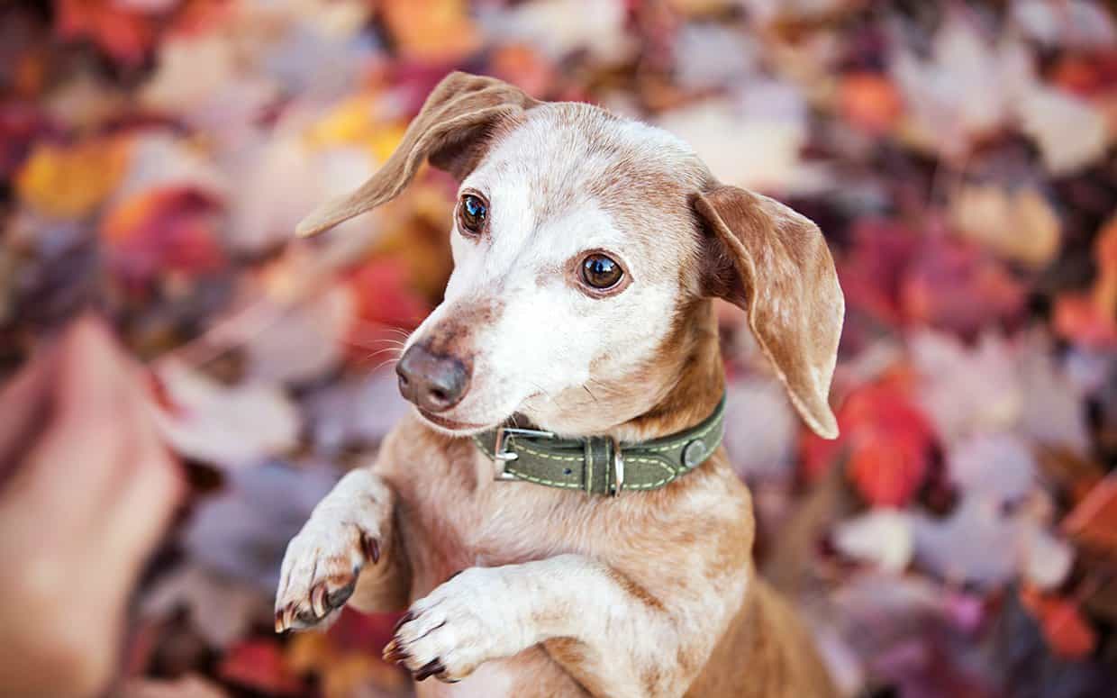 Why Adopt a Senior Pet – AMC Blog