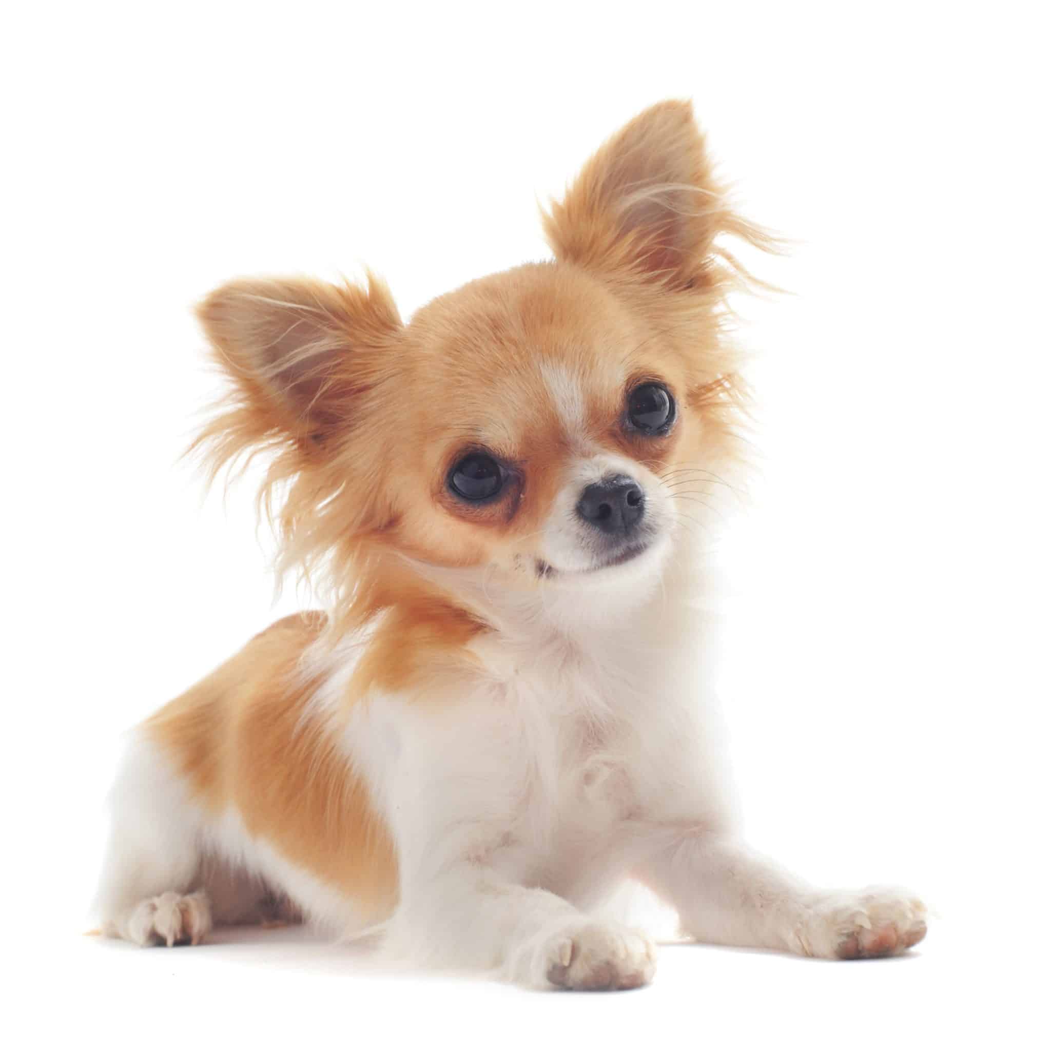 Dental Disease in Small Dogs – AMC Blog