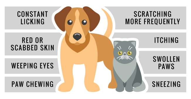 how do i know if my dog is allergic to my cat